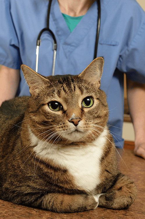 cat-at-clinic Cat sitting next to a vet: Pet Vaccinations in Centennial