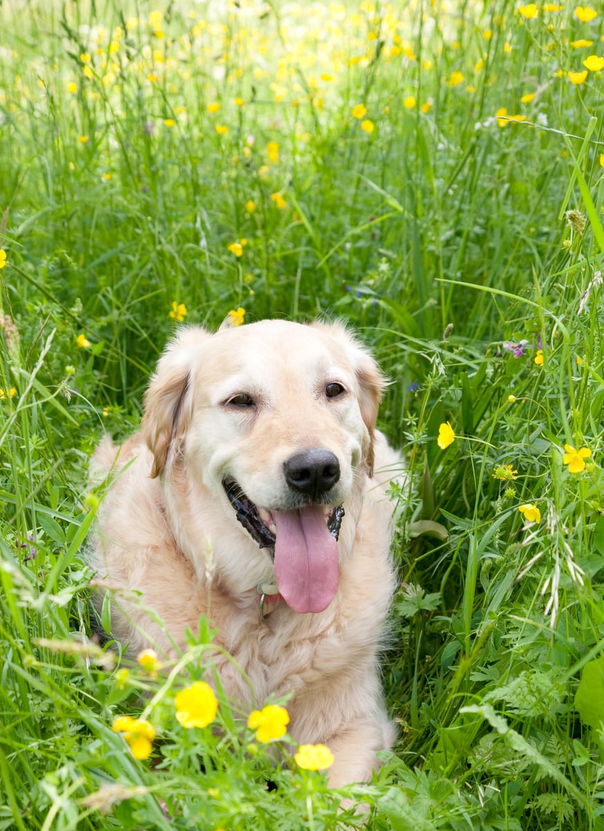 Golden Retriever on a meadow Dog lying in grass: Pet Wellness Care in Centennial