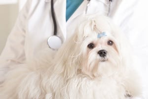 acupuncture for dogs in centennial, co