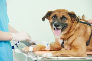 surgery02-300x200 A dog before Pet Surgery in Centennial