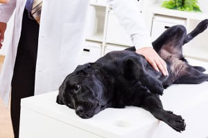 veterinarian prepares dog for surgery