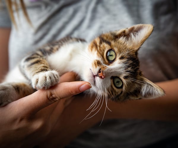 owner holding kitten