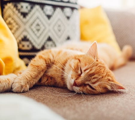 orange cat sleeping on couch