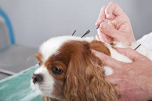 acupuncture for dogs in centennial, co