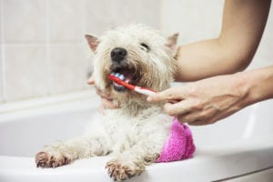 dog teeth cleaning in centennial, co