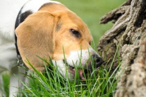 dog eating grass in centennial, co