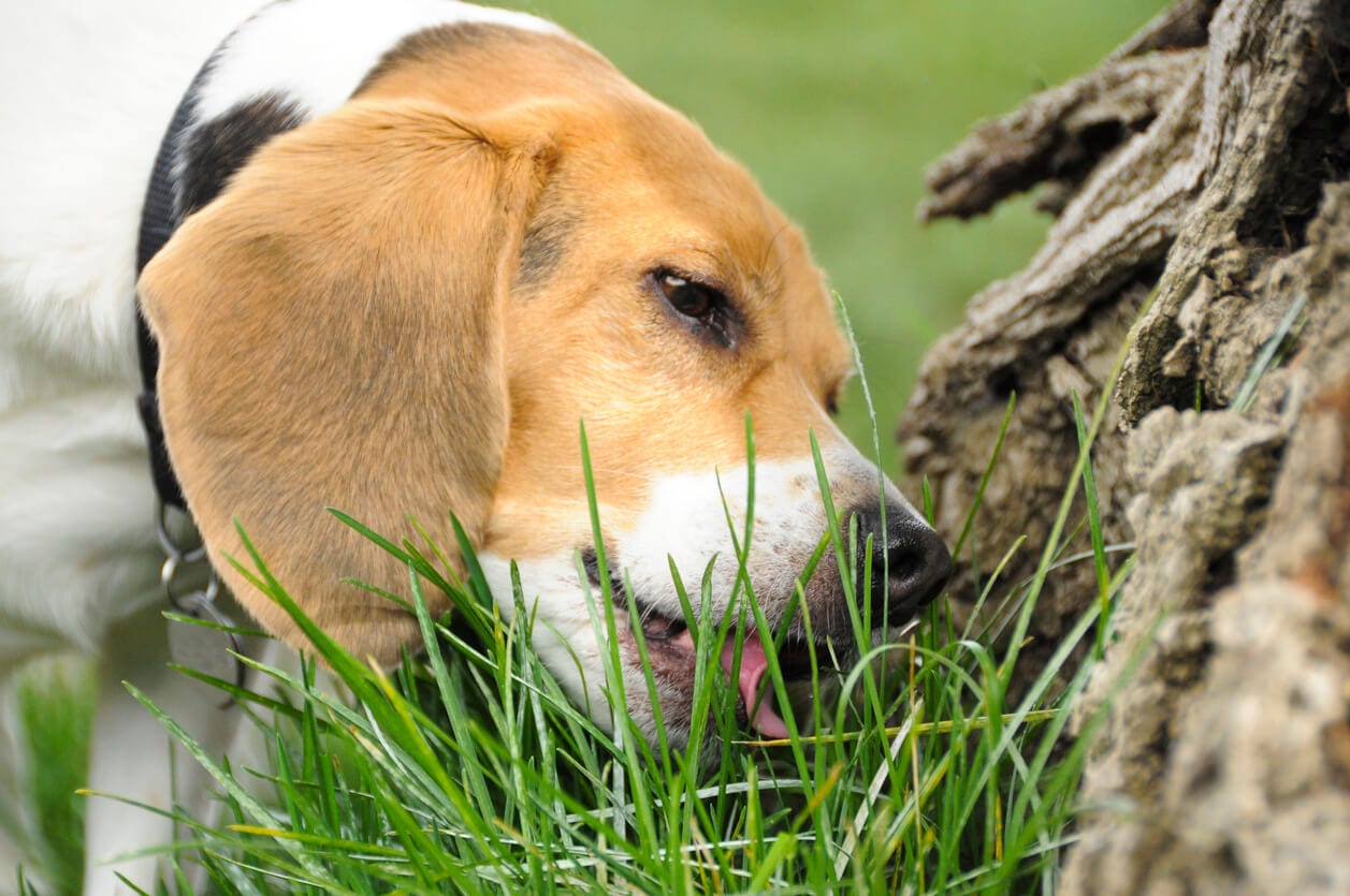 Dog not eating store but eating grass