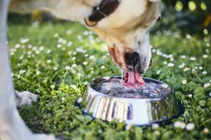 Dog drinking water from bowl
