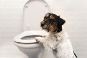 Dog on the toilet - Jack Russell Terrier