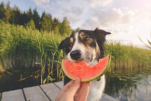 Dog eating a melon