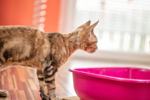 Cat Constipation: What to do if Your Cat Can’t Poop in Centennial, CO