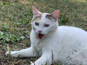 Cat Drooling: What it is and Why They Do it centennial co