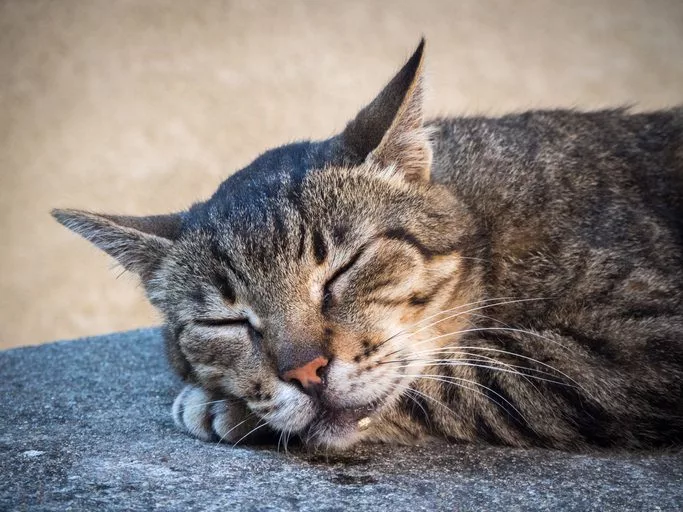 cat drooling in centennial co