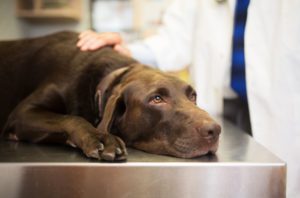 cushings disease in dogs