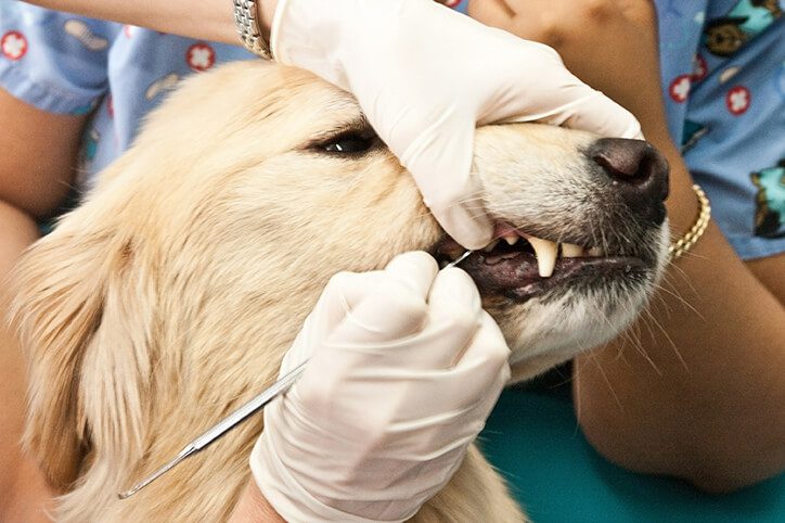 dog’s teeth cleaned in centennial co