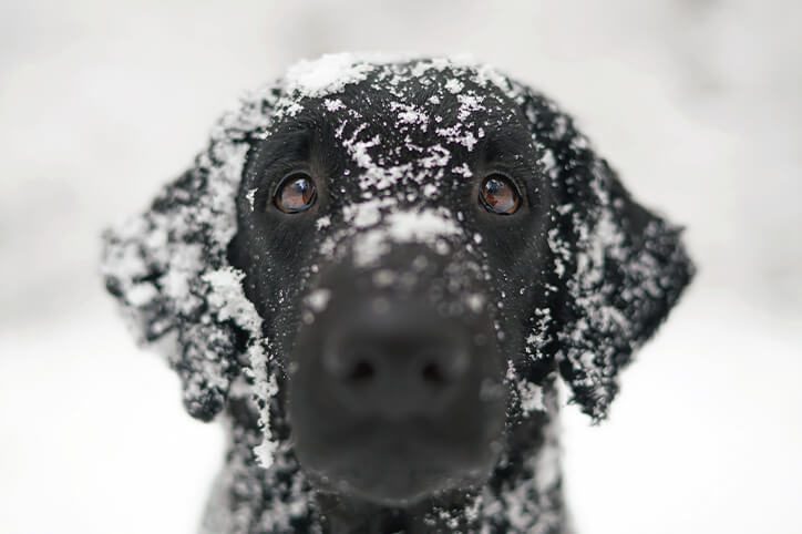 winter pet emergencies in centennial co