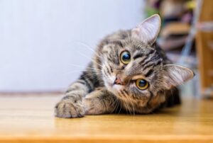osteoarthritis in cats in centennial co