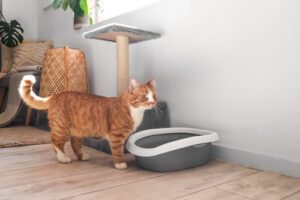 cat-standing-near-litterbox