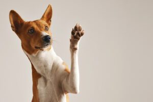 dog-giving-high-five-with-paw