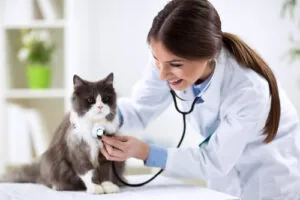 female-vet-listening-to-gray-and-white-cat's-breathing-at-clinic
