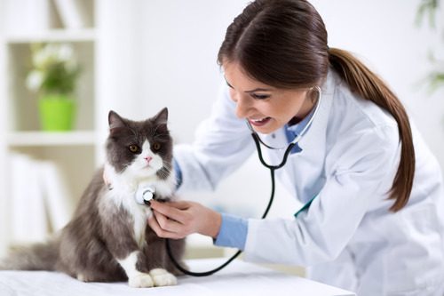 female-vet-listening-to-gray-and-white-cat's-breathing-at-clinic