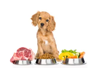 tan-colored-english-cocker-spaniel-puppy-sitting-in-front-of-three-bowls-of-raw-meat-kibble-and-vegetables-in-each.