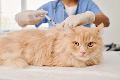 vet-administering-vaccine-to-ginger-cat-at-clinic