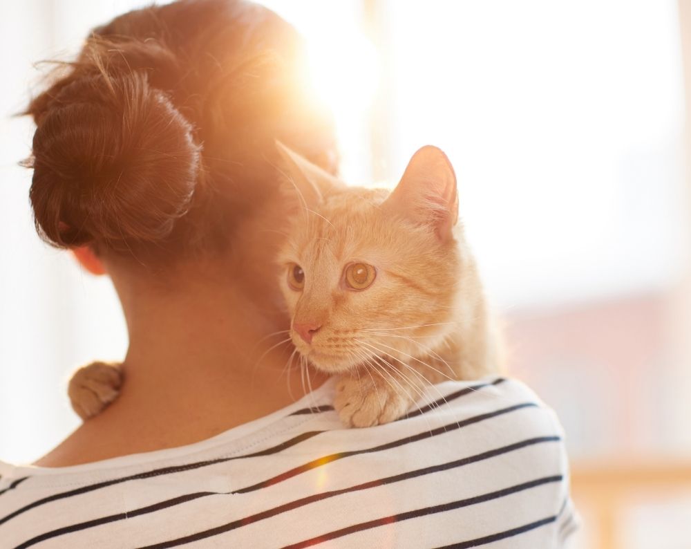 A person is holding a cat on their shoulder