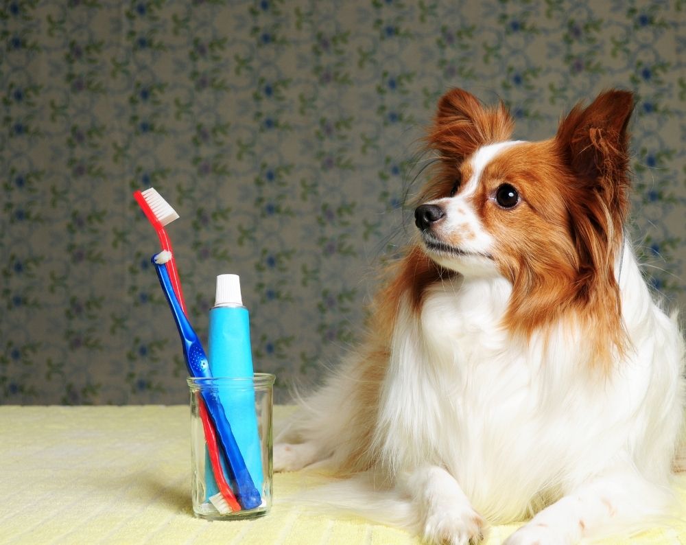 a dog sitting on a bed next to a toothbrush