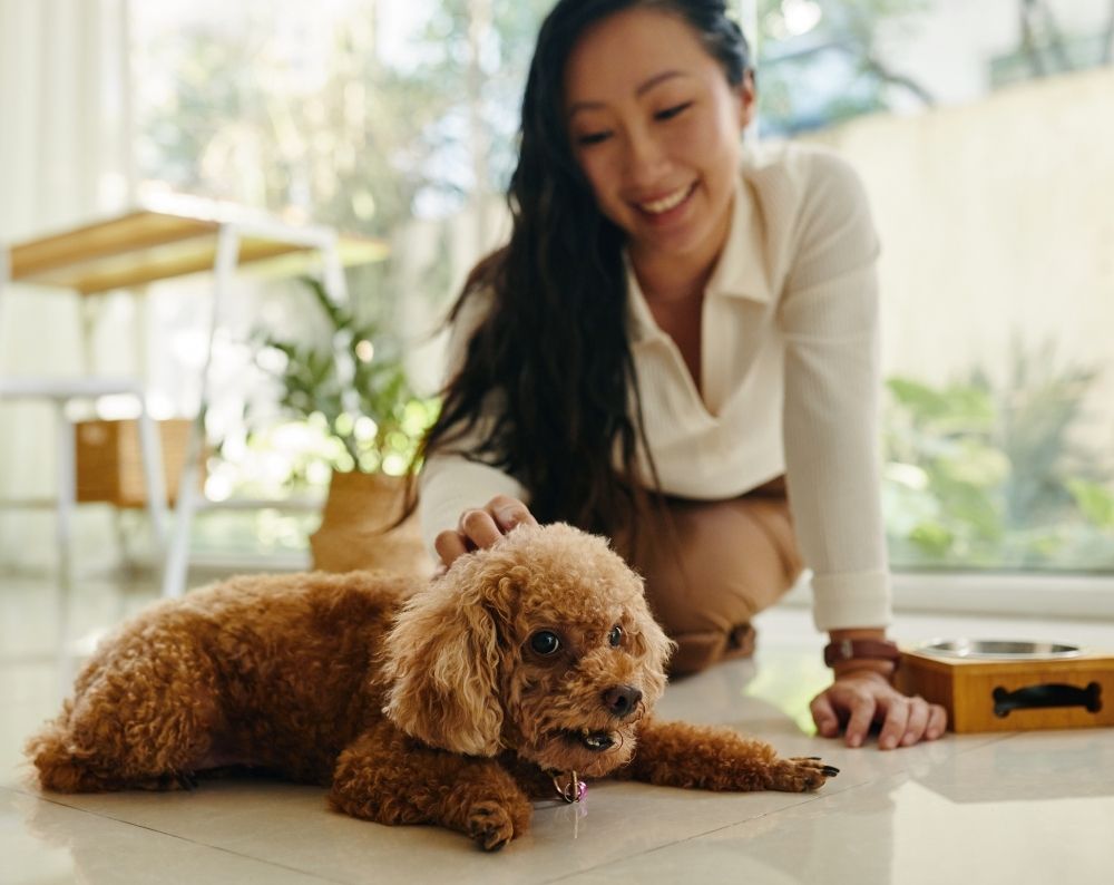 A person petting a brown dog on the floor