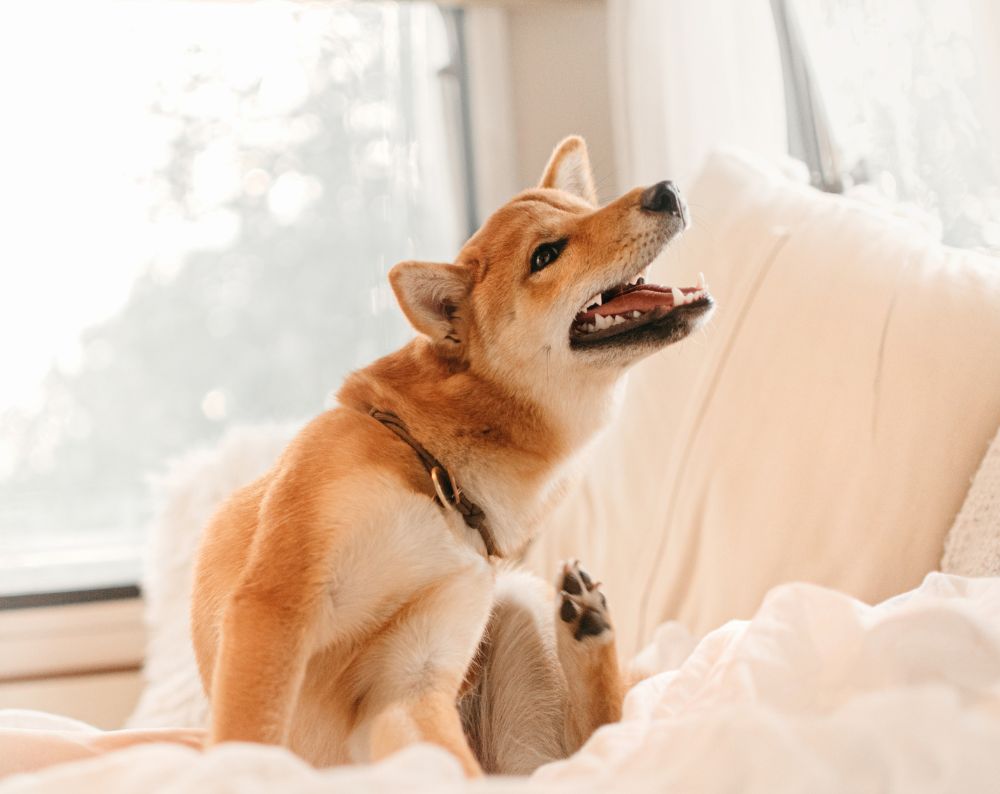 Shiba Inu dog scratches its neck while sitting on a cozy blanket