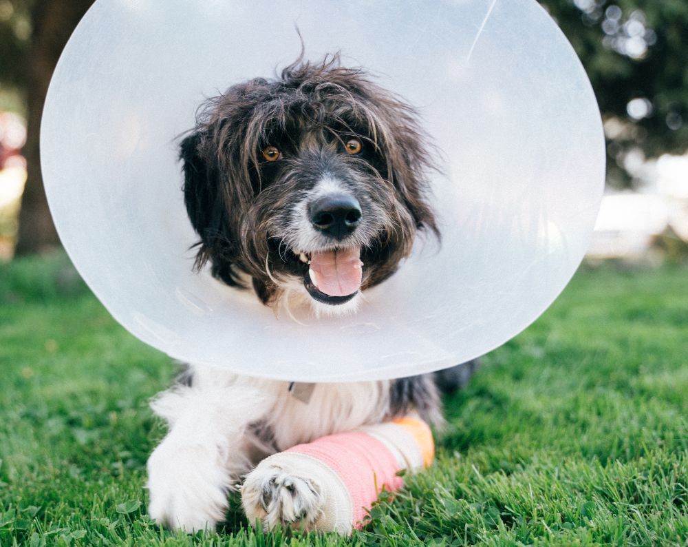 A fluffy white and tan dog lies on the floor while someone brushes its fur.