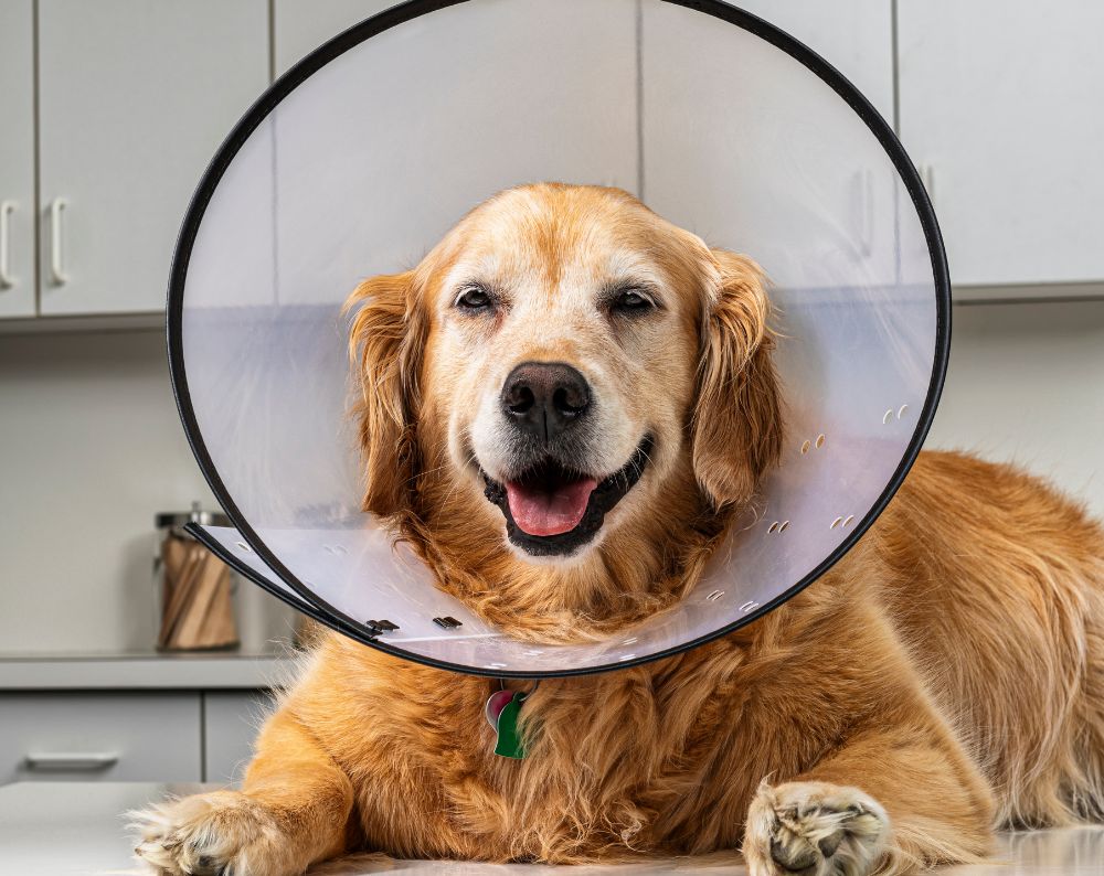 A golden puppy lies on a carpeted floor with its head resting on its paws.