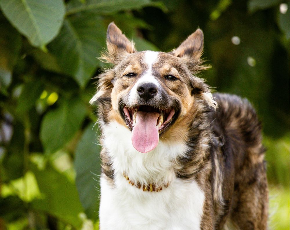 happy dog with brown and white fur, tongue out, stands outside against a backdrop of green leaves