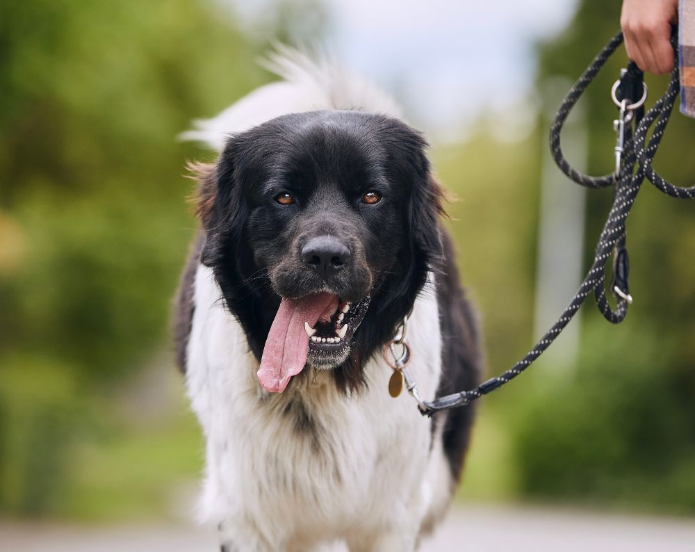 Close-up of a large black and white dog with its tongue out, on a leash during a walk