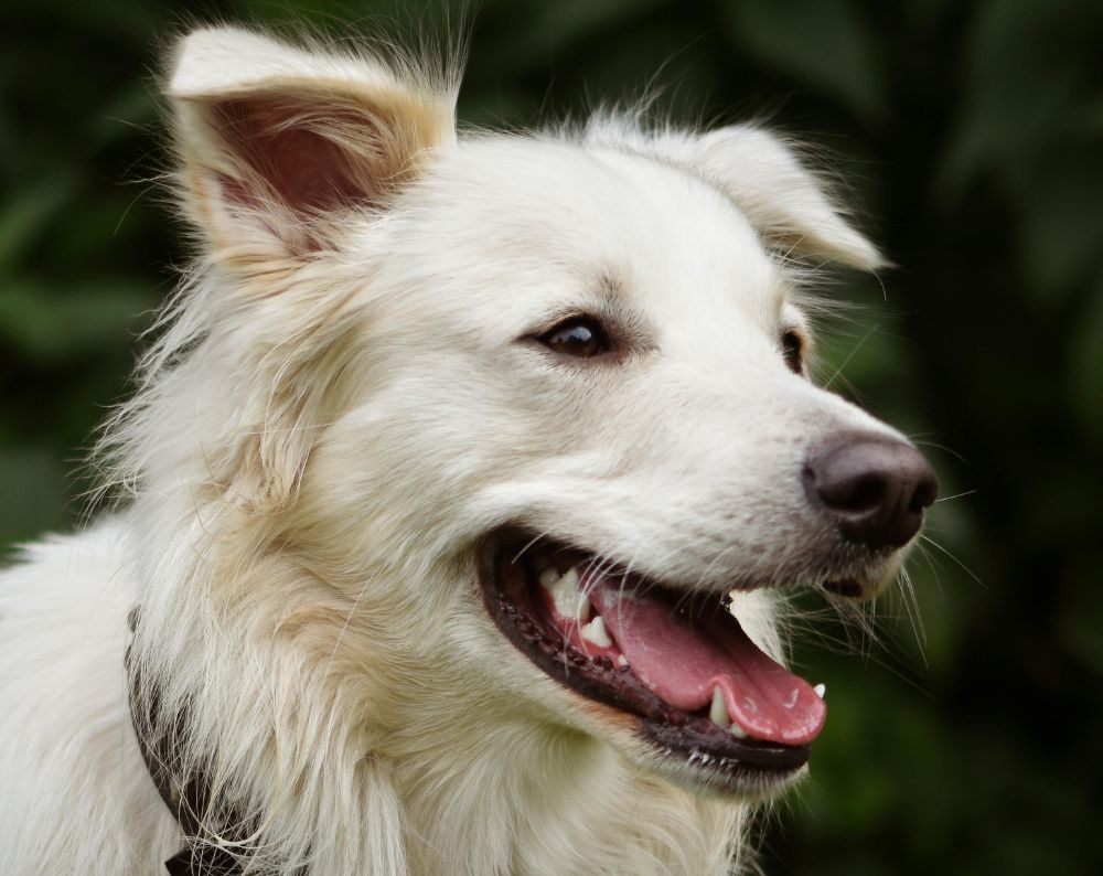 white dog smiling