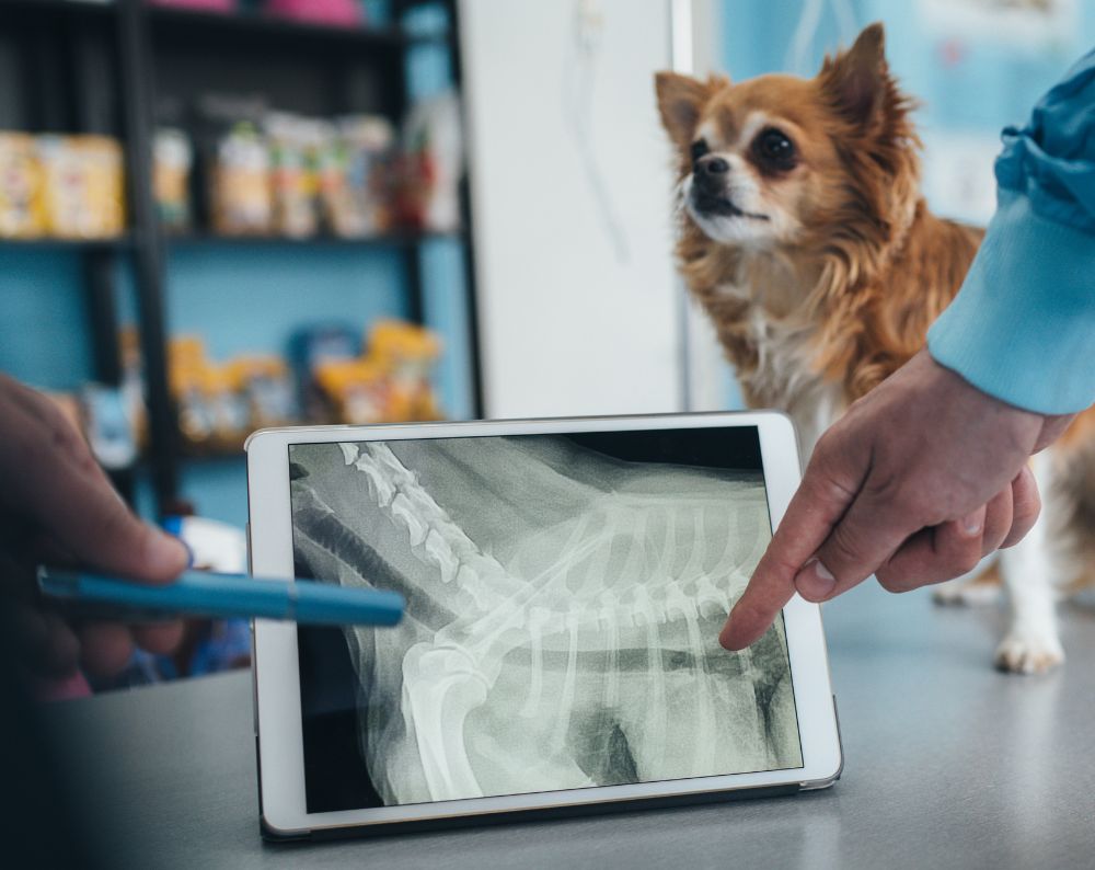 veterinarian points to a dog's chest X-ray on a tablet, while the small dog stands on the table