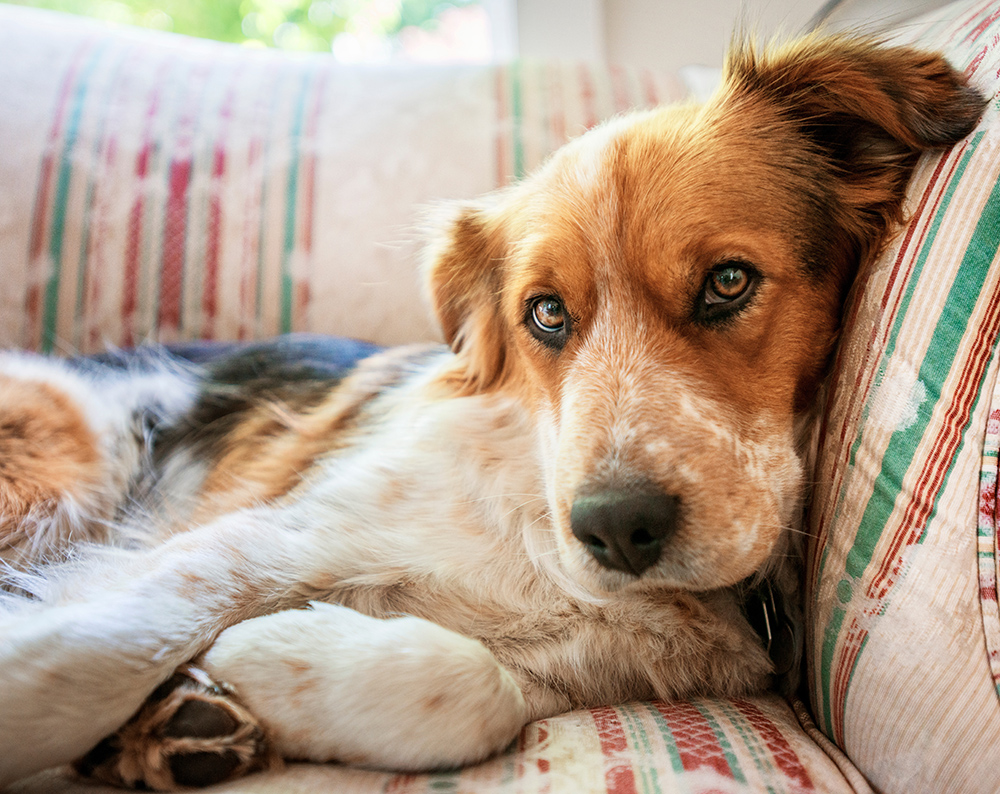  relaxed dog with brown and white fur lounges on a patterned couch