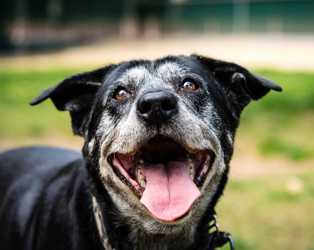 Happy older black dog with gray muzzle has tongue out, sitting in grass yard.