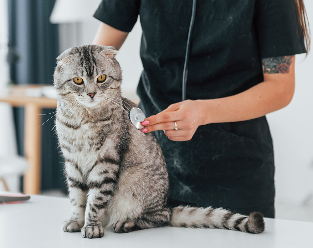 A person pets a black and white cat