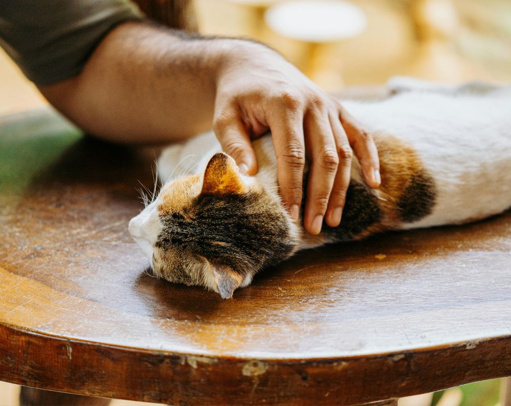  hand gently pets a relaxed calico cat sprawled on a wooden table