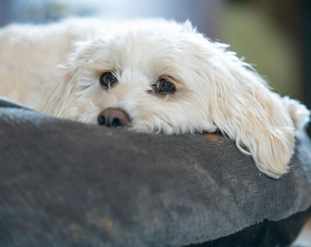 A small, fluffy white dog rests on a gray dog bed.